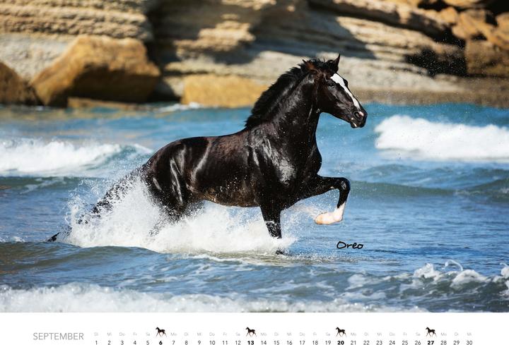 Produktbild Pferde Kalender 2026 Wandkalender