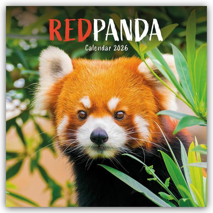 Red Panda - Rote Pandas - Rote Pandabären 2025 - Wand-Kalender (English)
