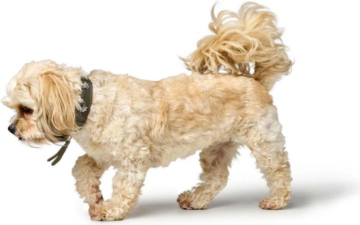 Immagine prodotto Hunter Collare Monaco 42/S, pelle di vacchetta, verde/cognac, circonferenza del collo (42, Cane, Generale)
