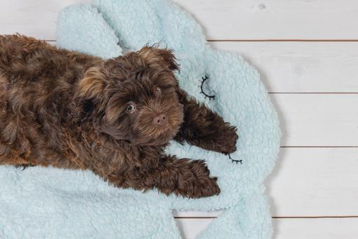 Immagine prodotto Beeztees Pimba (Cane)