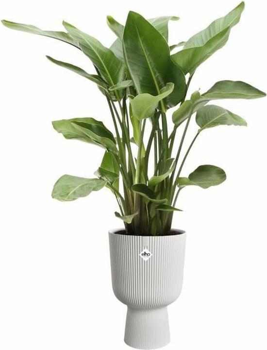 Actual product image Elho Vibes Fold Coupe (29.50 x 44.70 cm)