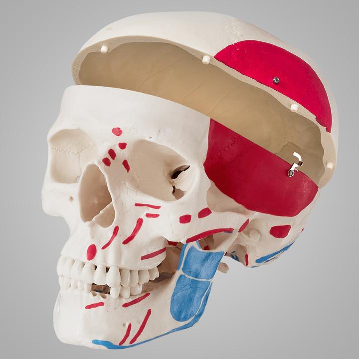 Immagine prodotto tectake Anatomia scheletrica