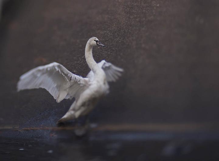 Immagine prodotto Lensbaby Composer Pro II con Edge 80 per Canon EF (Canon EF, APS-C / DX)