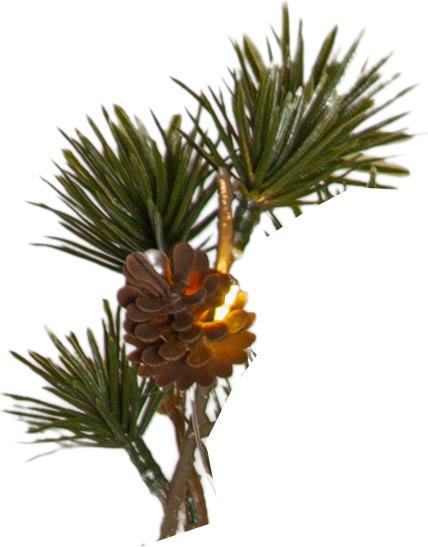 Produktbild Star Trading Larix