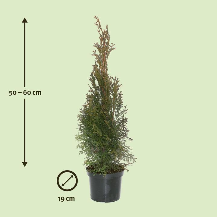 Produktbild Zulauf Thuja / Thuja occ. 'Smaragd' (60 cm)