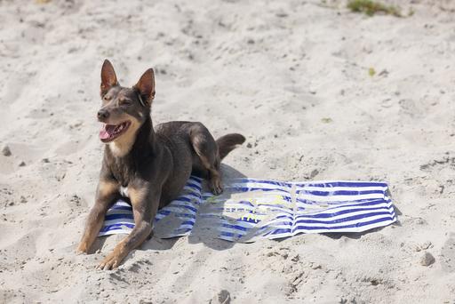 Actual product image Beeztees Hello Summer (Dog)