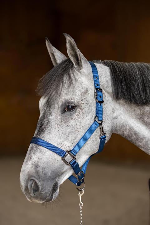 Produktbild HFI Master Pferdehalfter aus Nylon