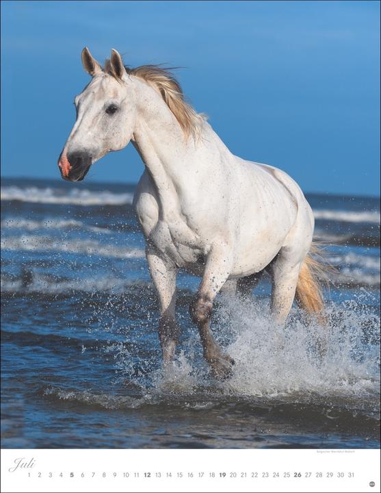 Produktbild Pferde Classics Posterkalender 2026