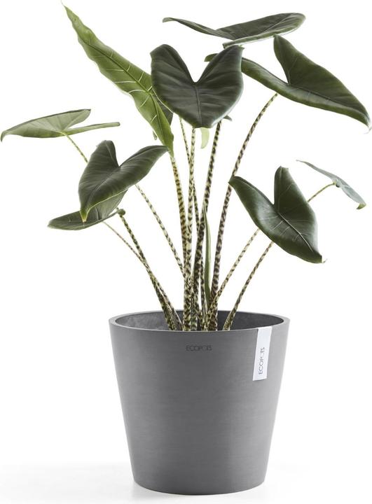 Actual product image Ecopots Amsterdam (30 cm)