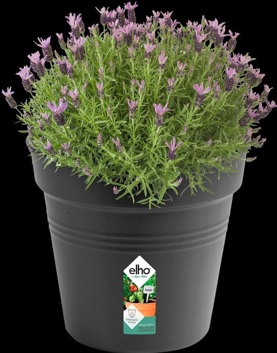 Actual product image Elho Green Basics (35 cm)
