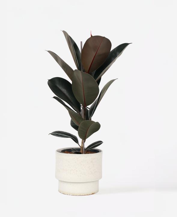 Produktbild Plant in a Box Ficus Elastica Abidjan - Gummibaum (80 cm)