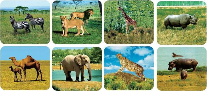 Produktbild Scratch Wilde Tiere