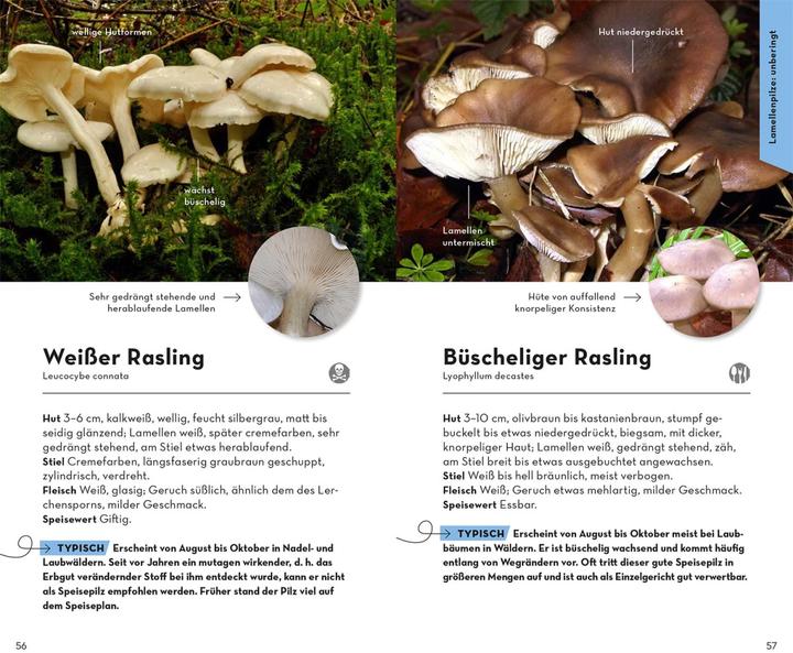 Image du produit Kosmos BASIC Champignons