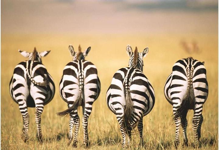 Image du produit Ravensburger Zebra 300p (300 pièces)