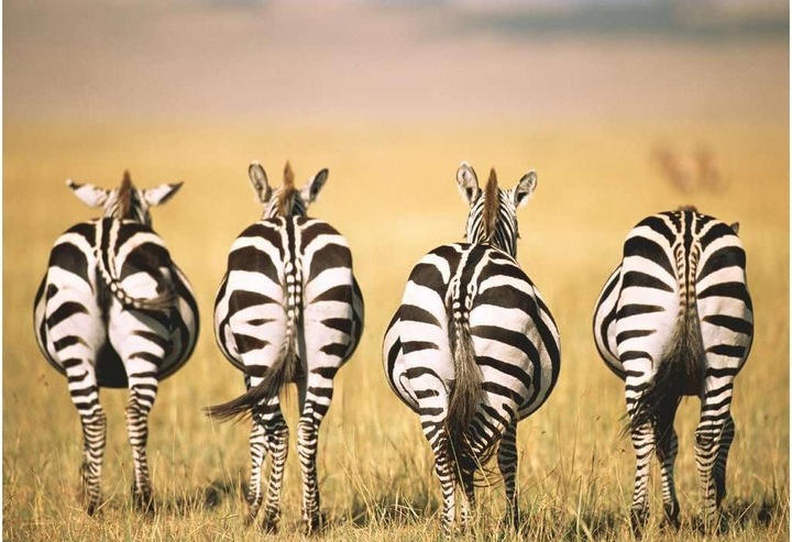 Actual product image Ravensburger Zebra 300p (300 pieces)