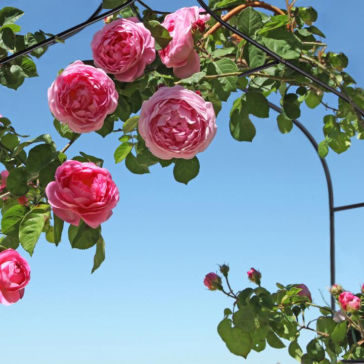Produktbild Relaxdays Rosenbogen (38 cm, 140 cm)