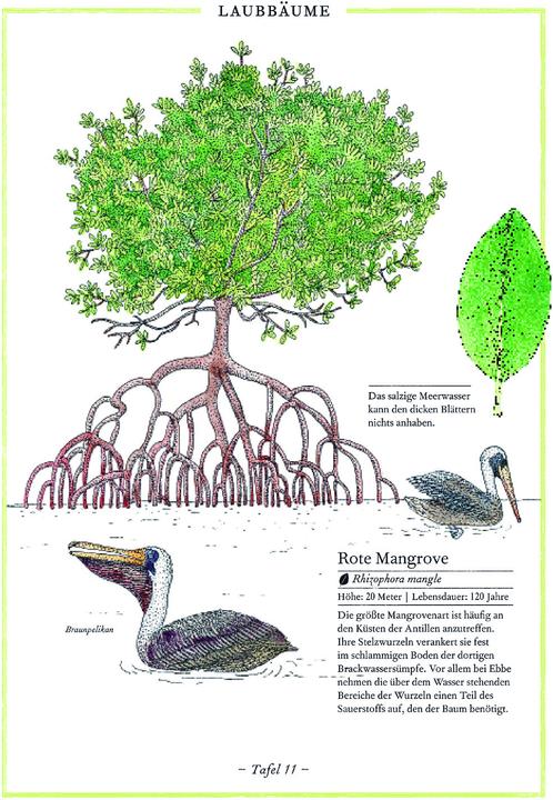 Immagine prodotto Birke, Buche, Baobab (Tedesco, Virginia Aladjidi, 2013)