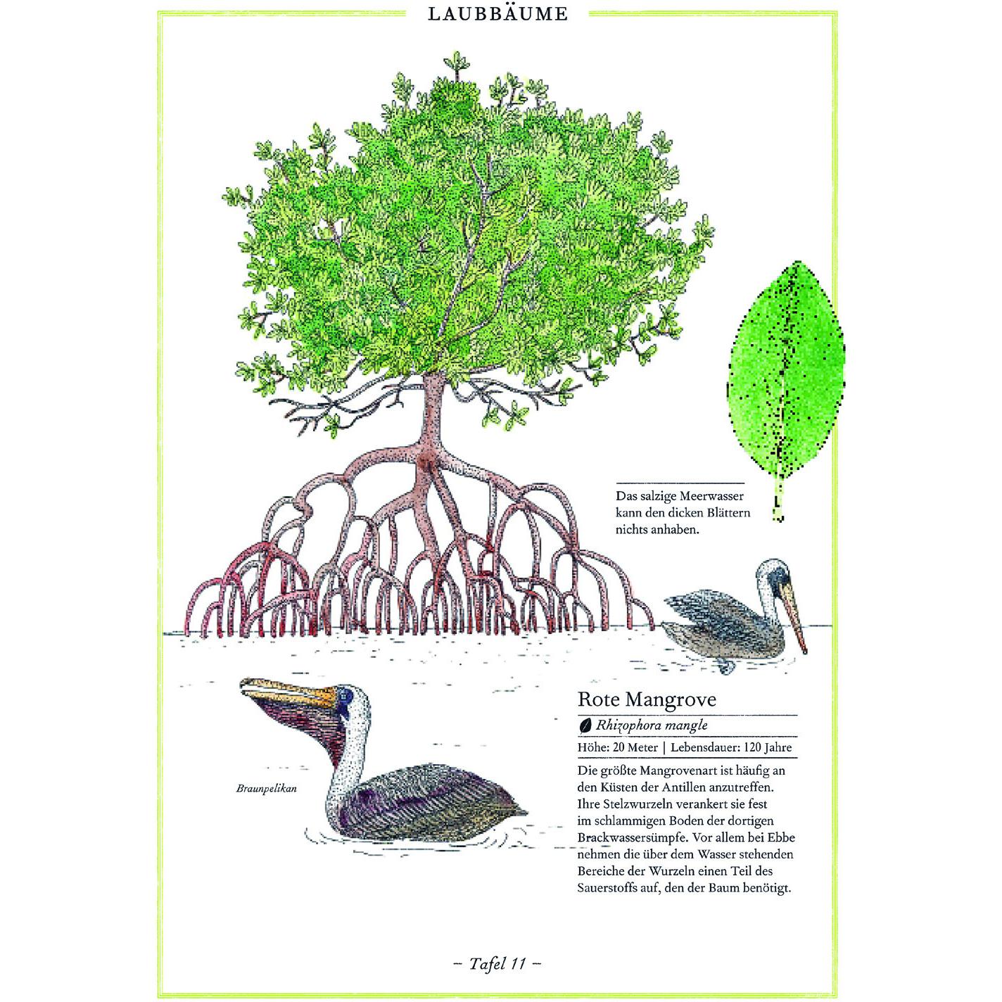 Thumbnail - Birke, Buche, Baobab, Kinderbücher von Virginie Aladjidi