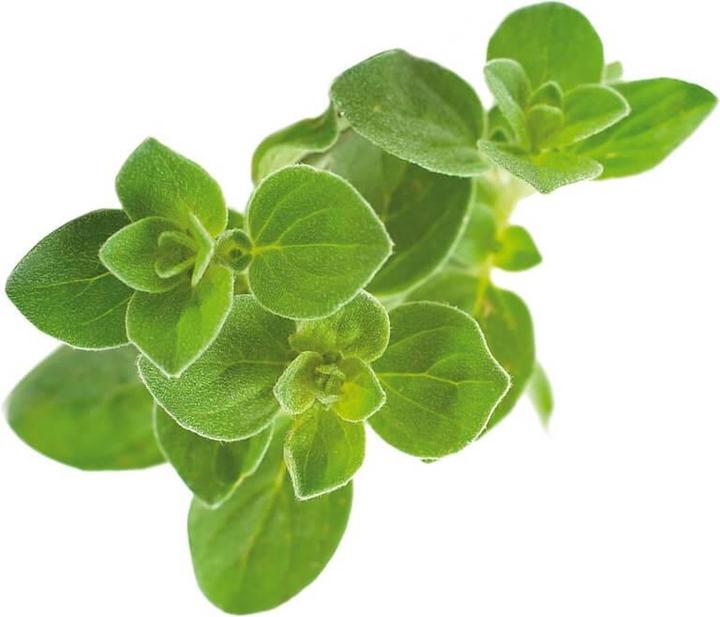 Produktbild Click and Grow Oregano (Kräutersamen)