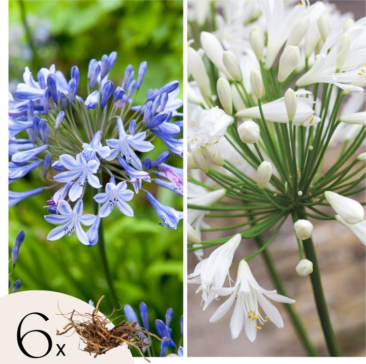 Plant in a Box Agapanthe - mélange de 6 plantes (10 cm)