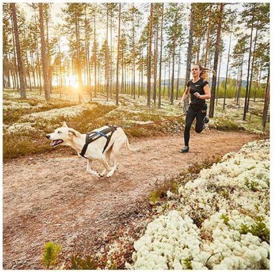 Immagine prodotto Non-Stop Dogwear Imbracatura da traino Freemotion Imbracatura da corsa Imbracatura sportiva (8, Cane, Generale)