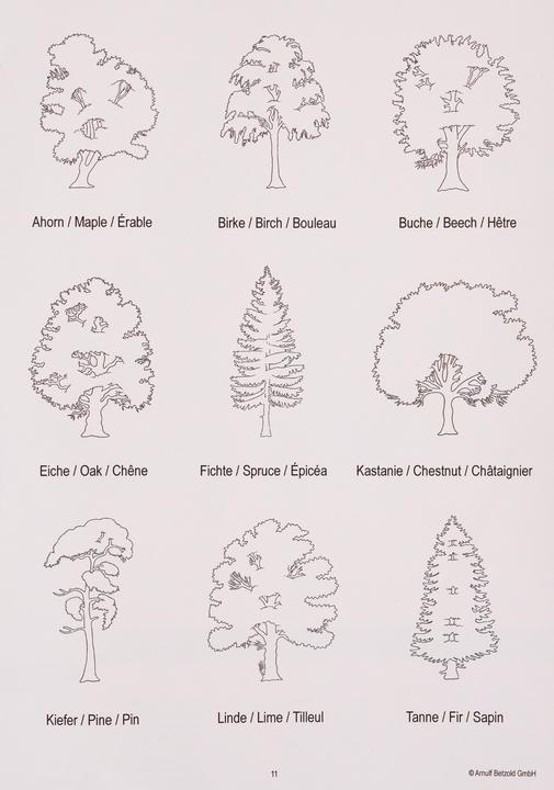 Actual product image Betzold Determine trees made easy (German, 6 - 10 years)