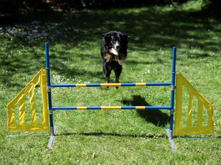 Image du produit Petcenter Haie d'agilité professionnelle (Taille unique, Agility)
