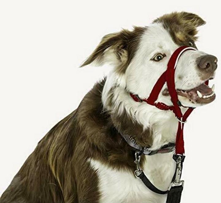 Immagine prodotto Halti Cavezza per cani (3, Cane, Generale)