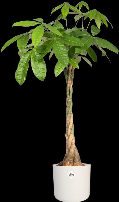 Actual product image Elho b.for soft (13.80 cm)