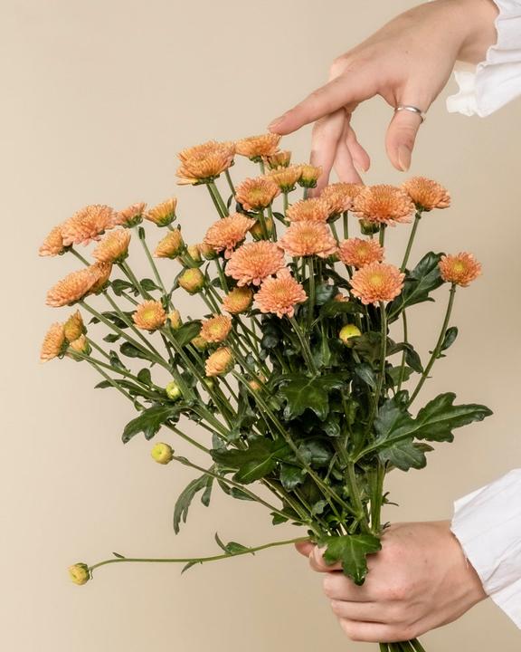 Image du produit feey Chrysanthemen pfirsich (5 Stk.) (5x)