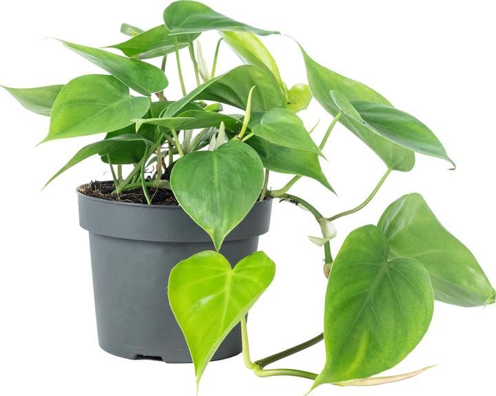Immagine prodotto Flowerbox Filodendro Scandens (20 cm)