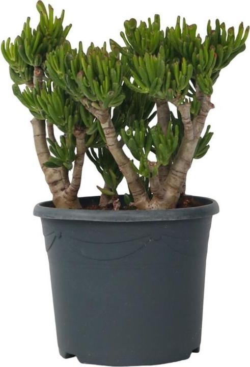 Produktbild Plant in a Box Crassula ovata Hobbit - Jadepflanze (55 cm)