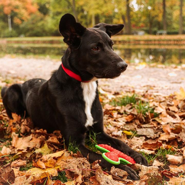 Actual product image Red Dingo DINGO Rubber TPR Boomerang 23cm - Dog toy - 1 piece