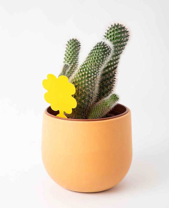 Produktbild Werkstein Fruchtfliegen Falle Gelbsticker Trauermücken Klebefalle für Blumentopf 60er Set