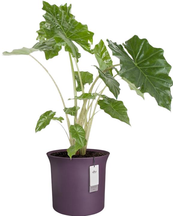 Immagine prodotto Elho Tulipano di giugno (47 cm)