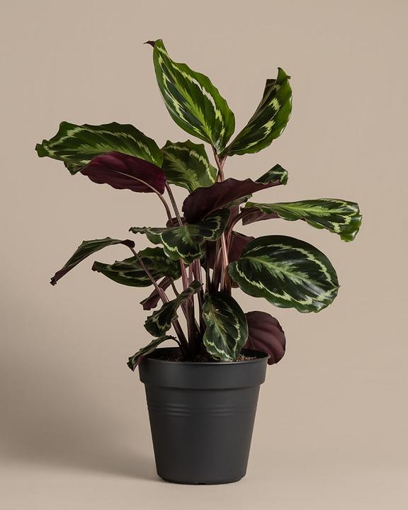 Image du produit feey Calathea Roseopicta (50 cm, Fraîchement rempotés, Respectueux des animaux)