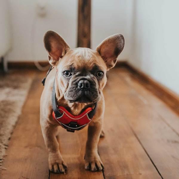 Productafbeelding Hunter Divo servies (S, M, Hond, Algemeen, Loop)