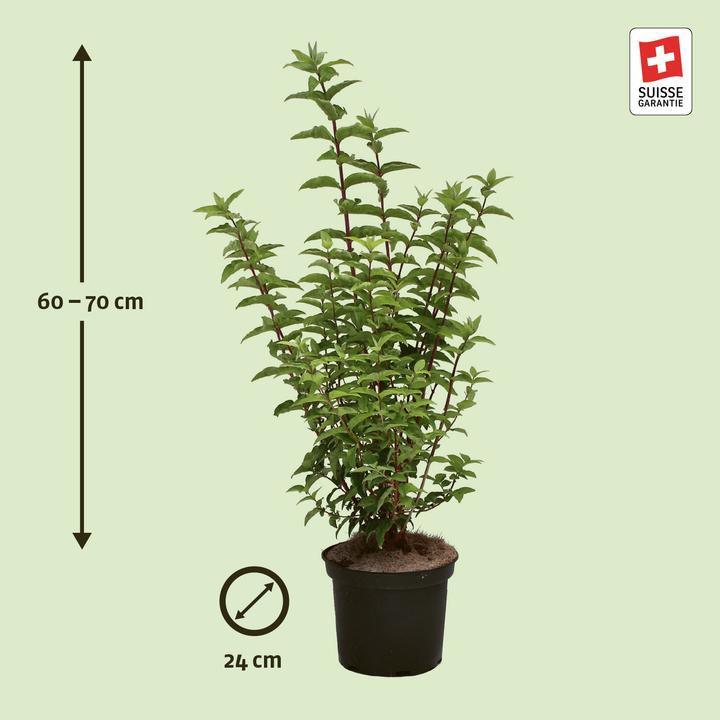 Produktbild Zulauf Deutzie / Deutzia c. 'Pride of Rochester' (70 cm)