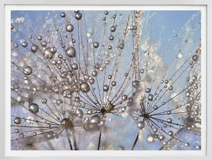 Image du produit Trenddeko Goutte d'eau dans le pissenlit (30 x 24 cm)