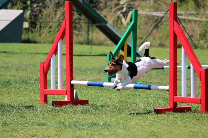 Immagine prodotto PerAnimal Vitalità e protezione per cani e gatti (Cane)