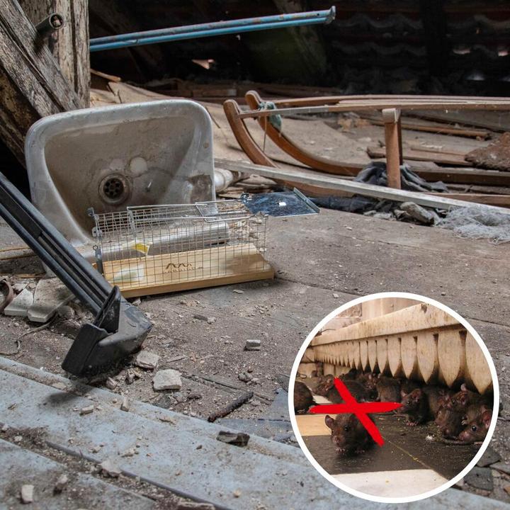 Produktbild Gardigo Lebendfalle Rat Cage Trap Lock