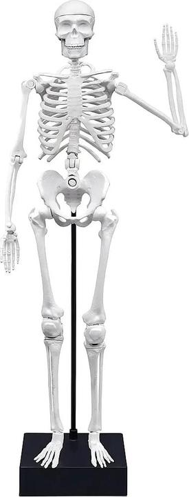 Actual product image Buki France 2180 Skeleton 45 cm For 8+ Years