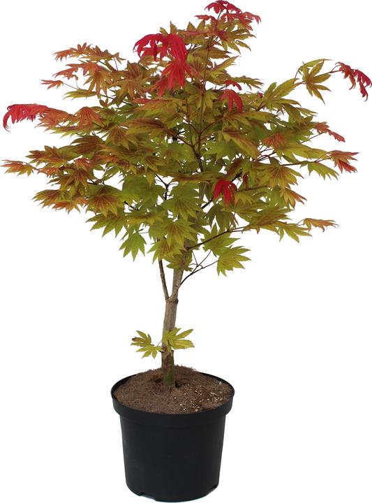 Produktbild Zulauf Japanischer Ahorn / Acer shirasawanum 'Moonrise'® (30 cm)