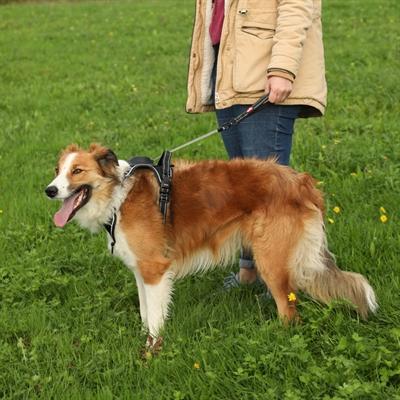 Image du produit Zolux Easyride Hondentuig Zwart (L, Chien, Général)