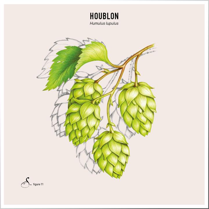 Produktbild Sekoya Hopfen | Beruhigend und entspannend, für besseren Schlaf (90 Stück, Kapseln)
