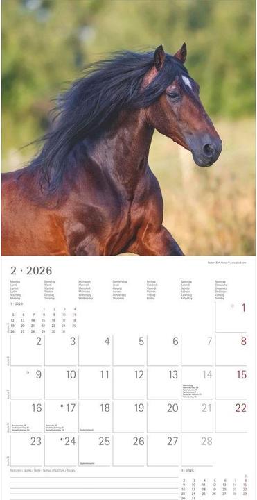 Produktbild Alpha Edition Pferde 2026 - Broschürenkalender 30x30 cm (30x60 geöffnet) - Kalender mit Platz für Notizen - (30 x 30 cm, Harter Einband, Niederländisch, Englisch)