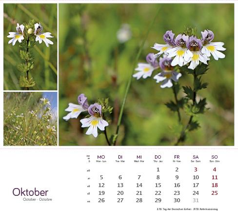 Produktbild HeilpfanzenrundumdenBodensee2026