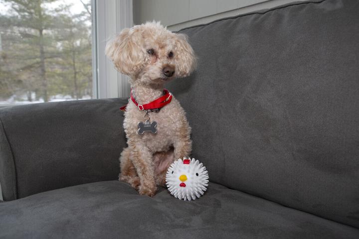 Image du produit Kikkerland Boule de poulet de Kobe (Jouet à balle chien)