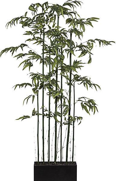 kaiserkraft Bamboo partition, with natural stalk and in a wooden box, overall height 1800 (180 cm)