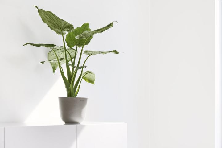 Immagine prodotto Ecopots Oslo Mini (11.50 cm)